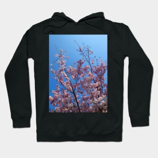 Pink cherry blossom, blue sky 22 Hoodie